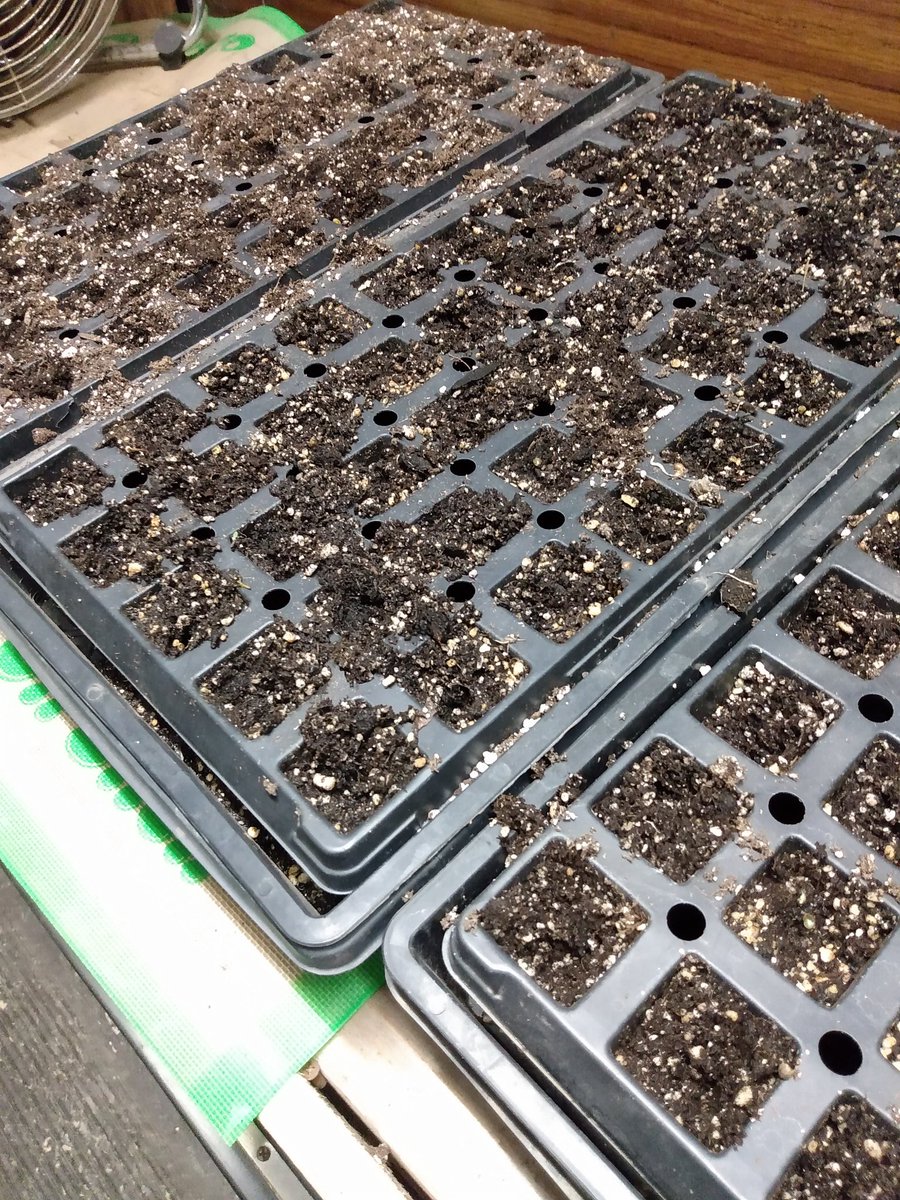realLesTVee1's tweet photo. @BstKidEva I'm freaking the fuck out.
And the mice got me again!
Mice: 3
Farmer: 0
(these fuckers REALLY like hempseed!)
Reburning my re-burn.
Got one tray with 4 sprouts.😥
My potato is looking good tho.
#potato
#notoes 😭
Making a radioactive dumpster fire look attractive. https://t.co/Nfpi9IIm41