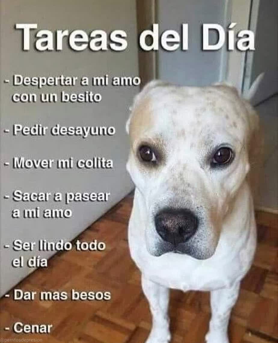 NecesitoUnPerro's tweet photo. https://t.co/9WlZGRGWBR