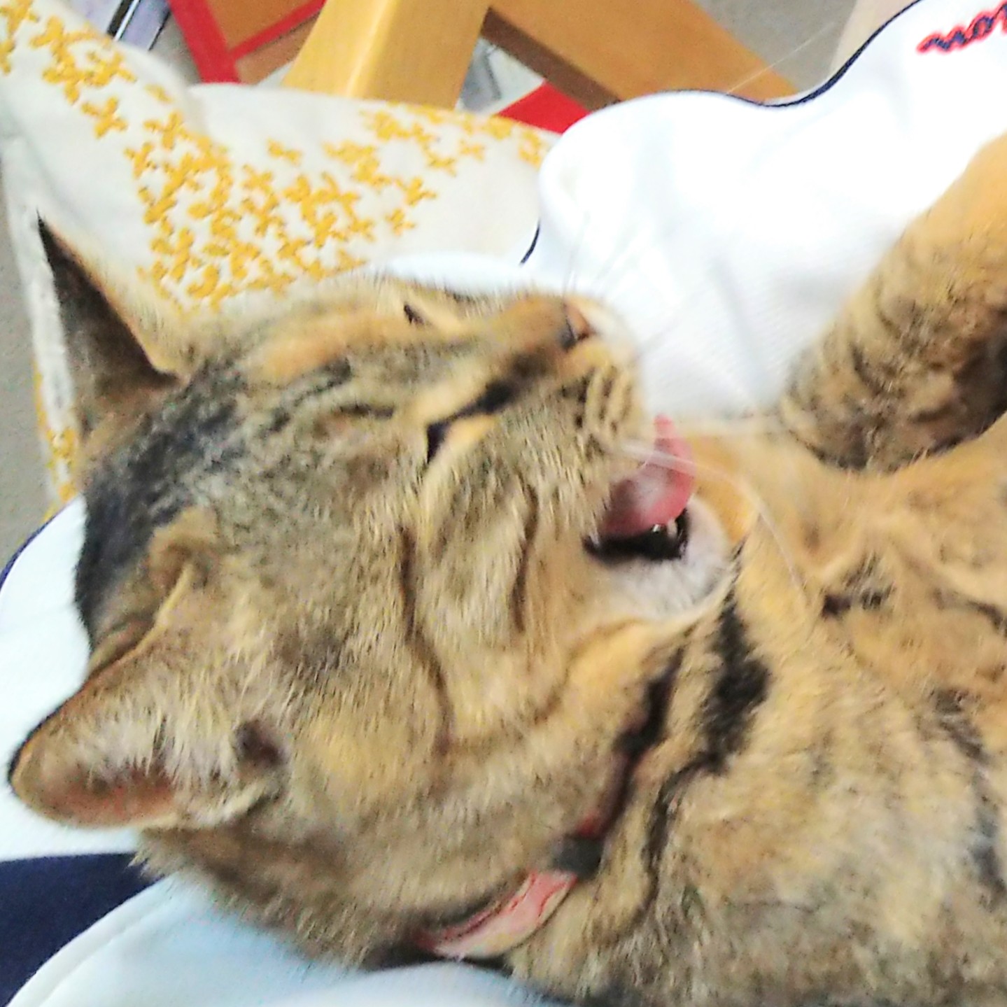猫も笑う Twitter Search Twitter