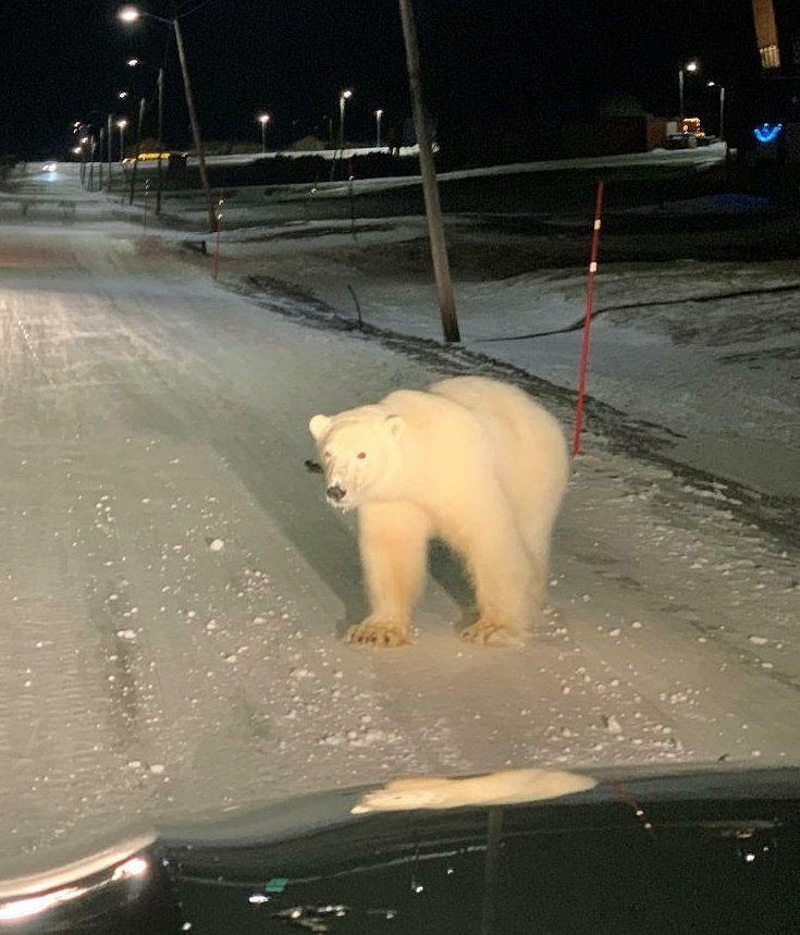 What da hell is a polor bear doin in Arlington texas 😭😭😭