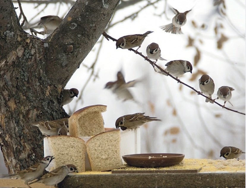 Кормушка для птиц. Воробьи в кормушке зимой. Столовая для птиц проект. Птичья кормушка. Картинка столовая для пернатых.