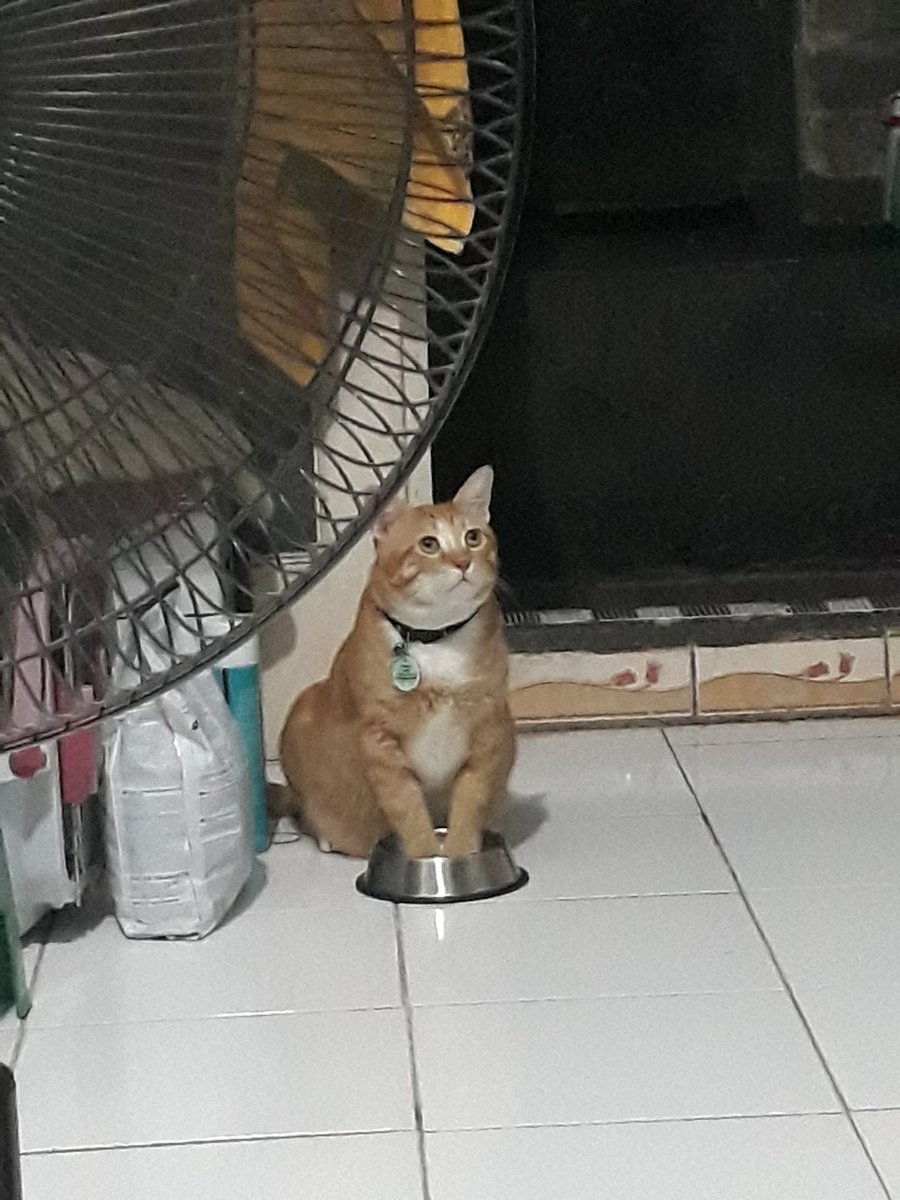 petsfess's tweet photo. dia nungguin makan sampe tangannya dimasukin ke mangkok gitu 😩 kcg! https://t.co/oRkTDAqclX