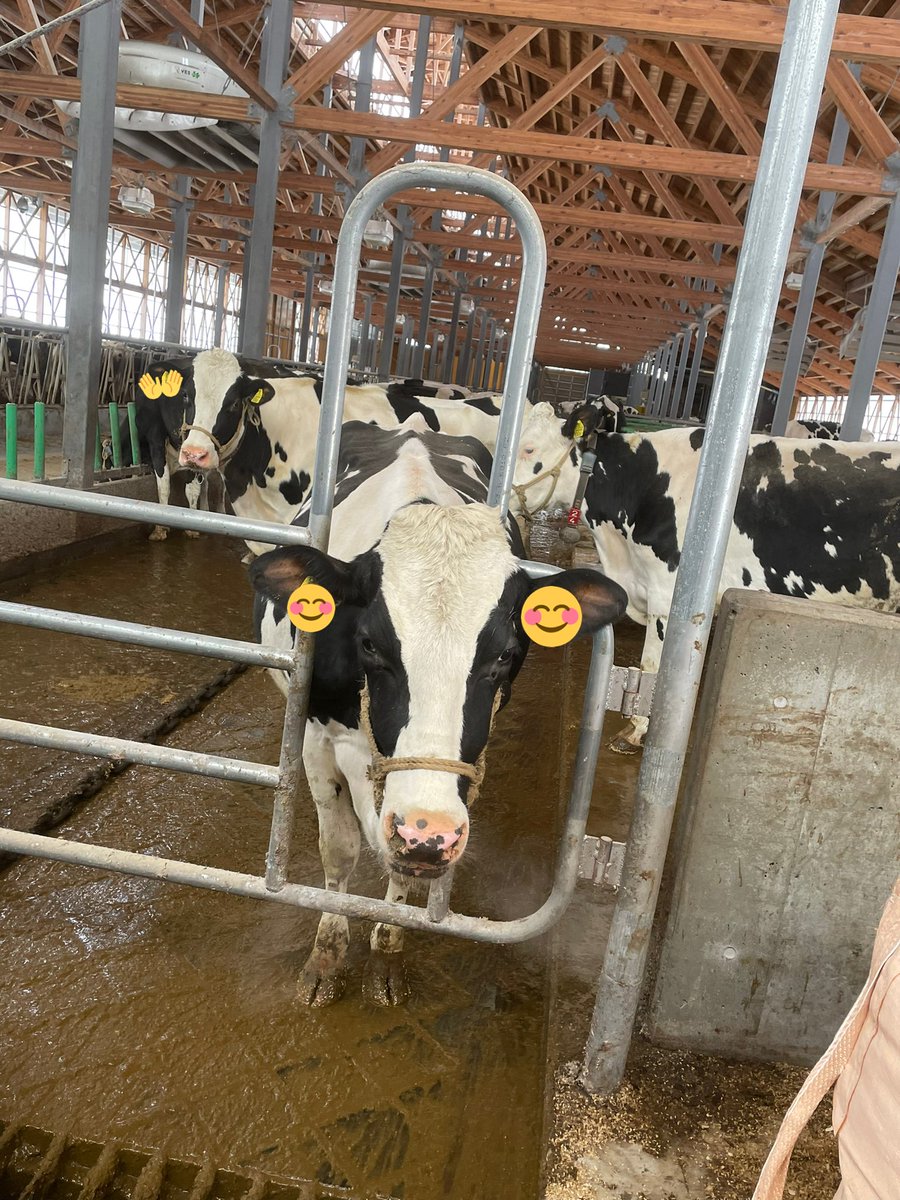 8IyR8hEj1X8noZl's tweet image. 籾殻搬入お手伝い中。
ギャラリーが沢山😅
1番手前の子は双子の妹ちゃんでお姉ちゃんはすごく大きいんだよね😅
この子は小さいけどお腹も身体つきも乳房もしっかりしていて好きな一頭です💕