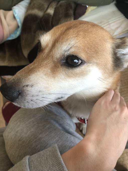 最近多分太った犬 