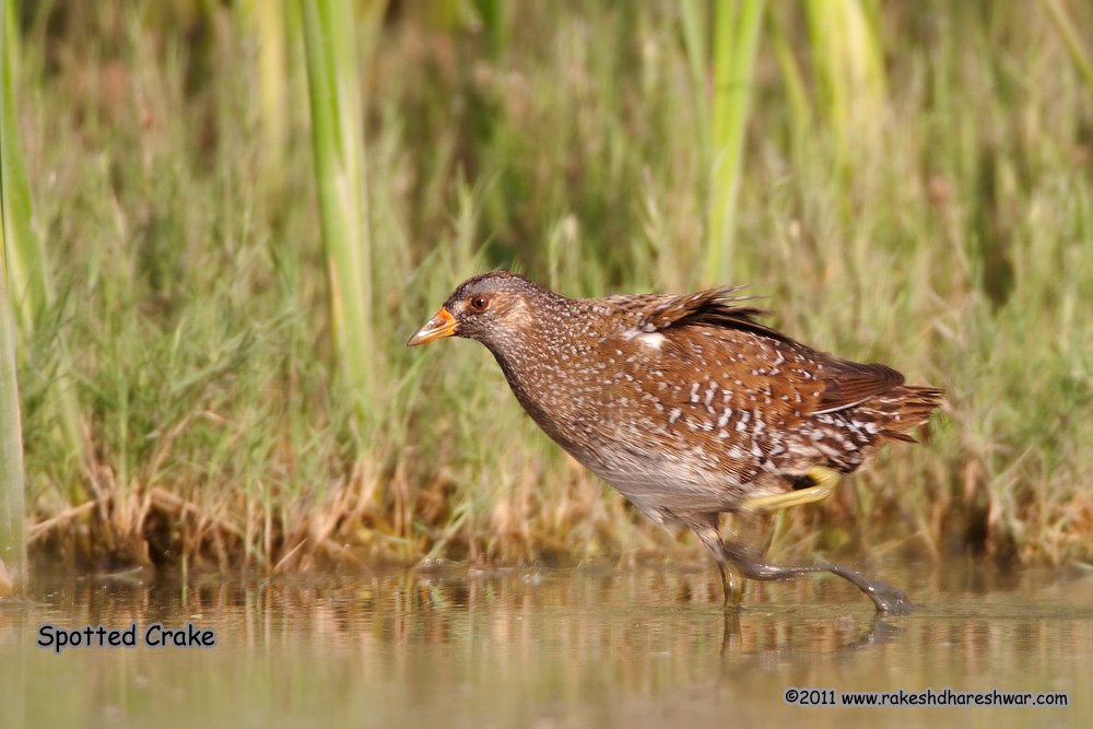 rdrakesh's tweet photo. The #SpottedCrake is uncommon,but extremely rare to spot. Lucky to get it !! Sometimes you do get lucky. Truly, one of the #WetlandWonders
#IndiAves #ThePhotoHour #birds #birdwatching #birding #NaturePhotography #BBCWildlifePOTD #TwitterNatureCommunity @ParveenKaswan @Avibase https://t.co/U9ABJyV0CP