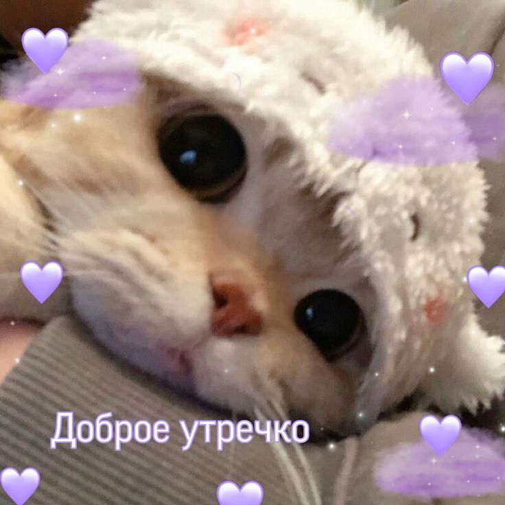 доброе утро, моя яркая звездочка! как поживаешь? не забываешь заботиться о себе?

прошу прощения за столь резкую пропажу 😅 дела поглотили с головой. а сейчас наконец могу отдохнуть, потому что вышла на больничный!

удачного дня и не забывай про свое здоровье! (как я...)