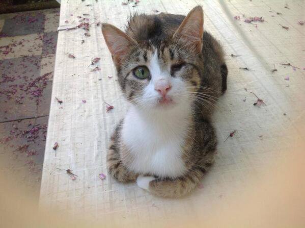 Eğer sokakta gözleri iltihaplı kedi görürseniz Opticlox göz merhemi 3 günde bir uygulayın yoksa kör oluyorlar.