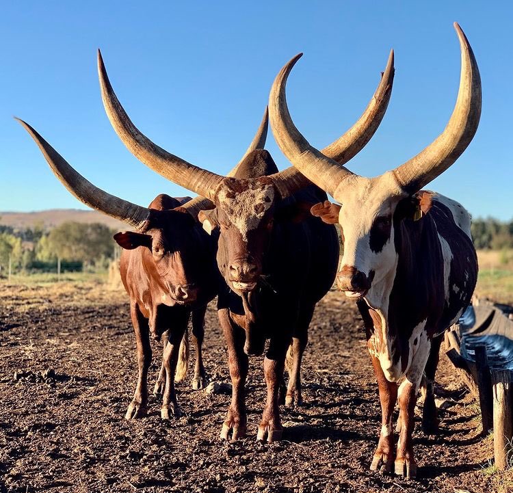 SinaKololo's tweet photo. Good Morning!! #KololoFarming https://t.co/m0IrvykA4n
