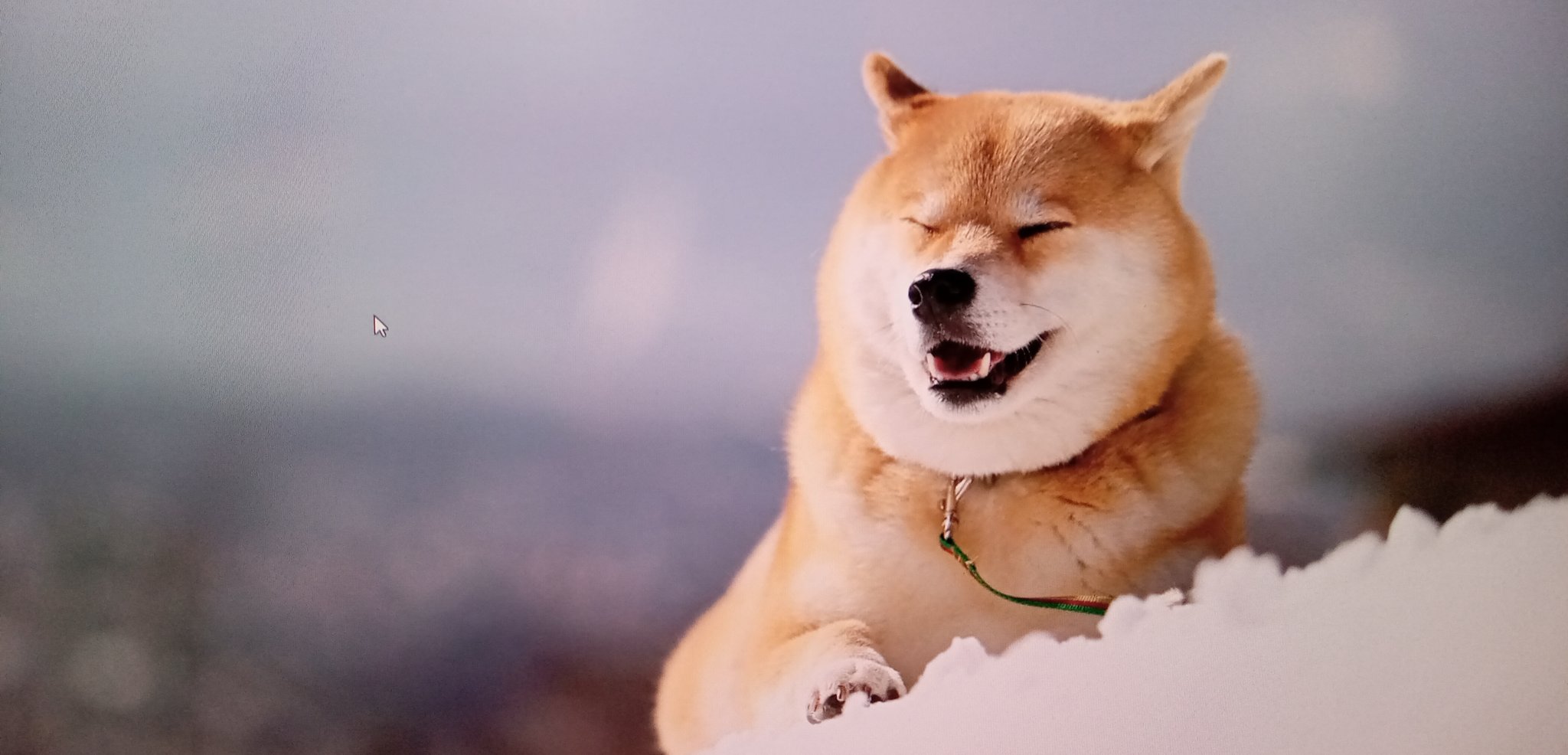 柴犬まるmarutaro Shop 柴犬まるグッズ通販 寒 っと言いつつもデスクトップがかわいいので今日もがんばれます T Co Jgqomg6vgi Twitter