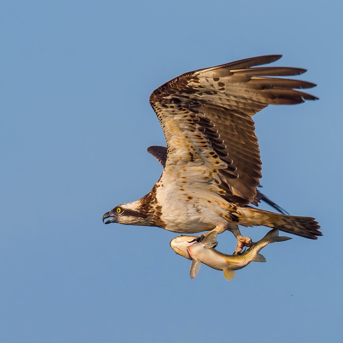 ZahranCR's tweet photo. Very hungry 😌

Osprey at Head works of Marala, Sialkot 🇵🇰 https://t.co/OCR1xOMaFa