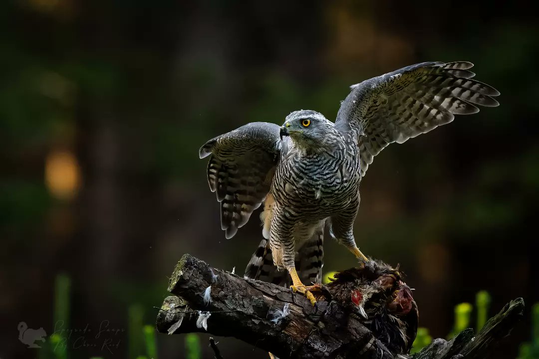 chrispics1984's tweet photo. Goshawk from the hide tail end of last summer. Roll on the longer days. 

🦅 - Female Goshawk
🏴󠁧󠁢󠁳󠁣󠁴󠁿 - North East Scotland, Speyside
📷 - Sony A9 and 200-600
#birding #birdwatching #birdphotography #wildlifephotography https://t.co/kmtjKjPH0X
