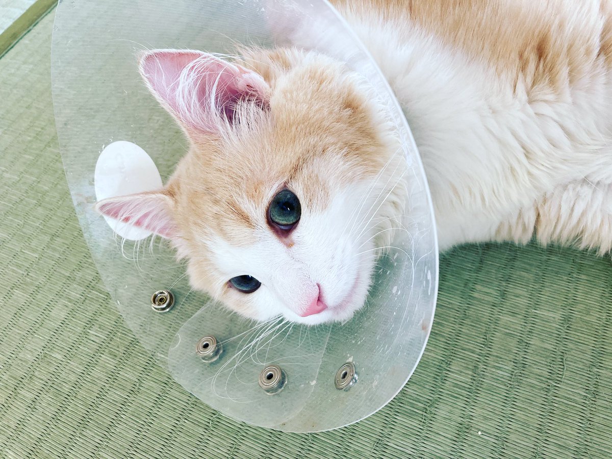 yu36874377's tweet photo. 昨日は去勢手術でした。
よくがんばったね❣️

#去勢手術
#猫
#ノルウェージャンフォレストキャット https://t.co/EvqeVWAS3Q