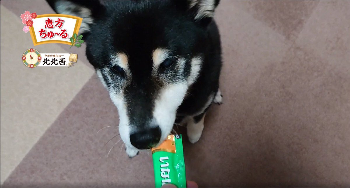 新作 いなばちゅーる ワンちゅーるグルメ 1本 賞味期限23年10月 ペットフード Inacril Com