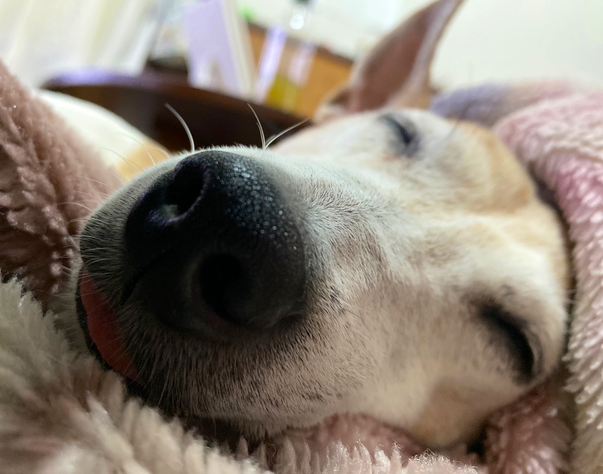 マイロ Mairo514 Twitter