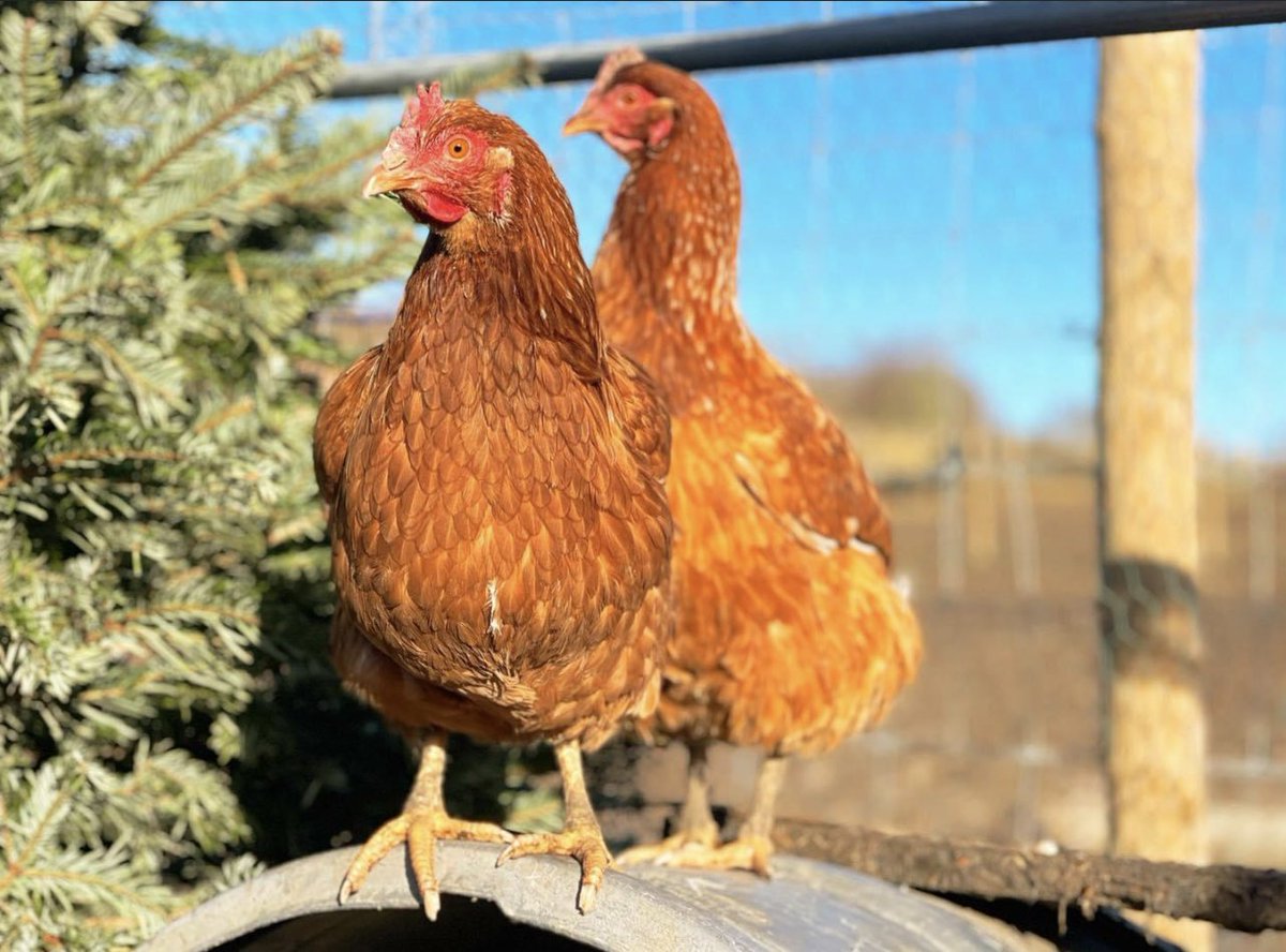 Happy Thursday Ranch Fans !!
From two of our Hens enjoying the morning sun ☀️