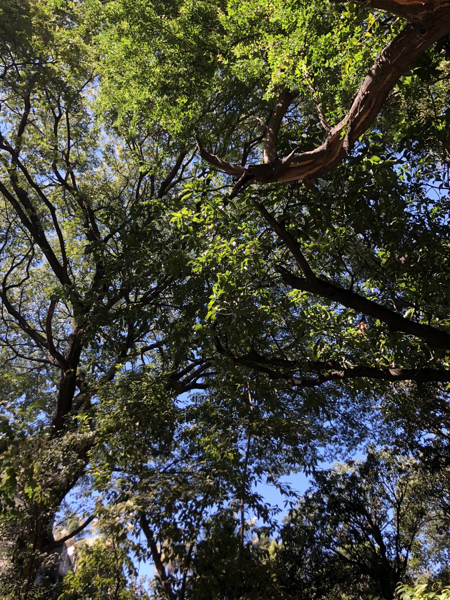 amarbarwe's tweet photo. Spring is here! Greenery, Blue Skies and Falling leaves! Slightly pleasant in the mornings and warmer throughout the day. #Pune #spring #changeofseason #shotoniphone #shotoniphone8plus https://t.co/dc1ijdTitQ
