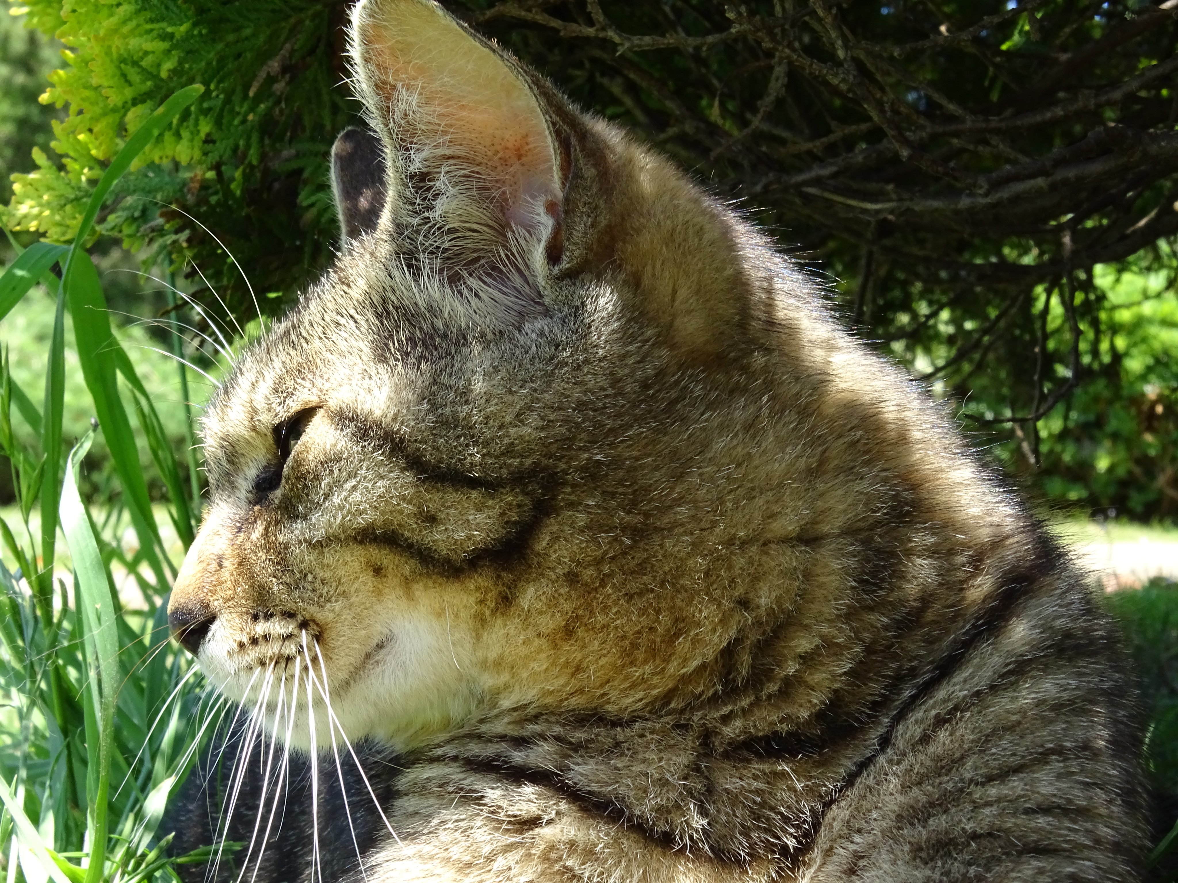 冷奴 日本各地の猫撮り人 千葉の稲毛海浜公園 余暇を使ってまた行きたい 千葉県 稲毛区 千葉市 15年 稲毛海浜公園 地域猫 野良猫 T Co Xjnibejrcp Twitter