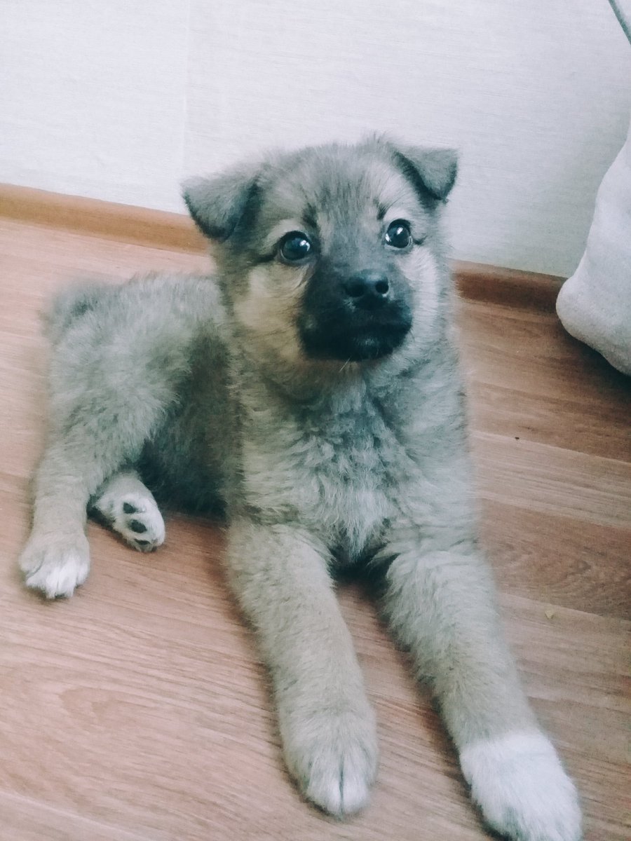 DjugaArt's tweet photo. On December 12, 2019, there was a replenishment in our family.  

We adopted a dog from the shelter, which we named Bonya. https://t.co/rVqeJfgWTy