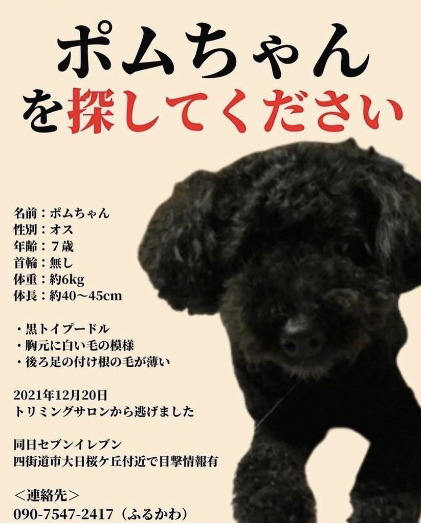 トイプー しらす先輩 Sirasusenpai Twitter