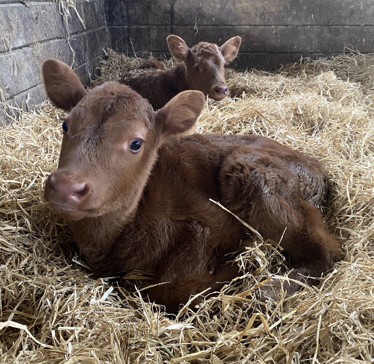 newlandfarm's tweet photo. Calves 2 & 3 #RedAngusX #NFHeiferCalving22 #TuckedUp #Earoles https://t.co/dV0ol9Rts8
