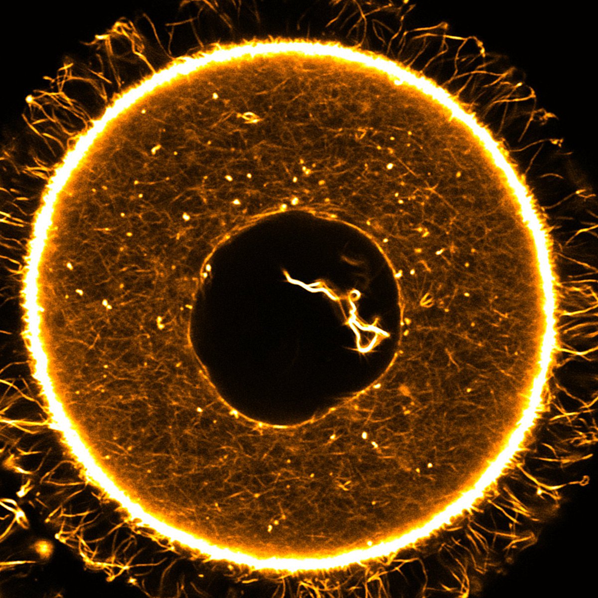 We did it y’all! First paper from the lab and it is on Nuclear F-Actin, in #oocytes😱Now out #openaccess in <a href="/J_Cell_Sci/">J Cell Science</a> Can’t think of a better way to leave <a href="/BristolBiochem/">Bristol Biochemistry</a> for our new home <a href="/MCDB_Yale/">Department of MCDB</a>. It’s all so exciting😁 tinyurl.com/2p92ae4r