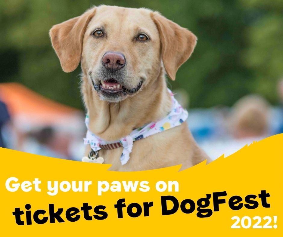 dogs trust car harness