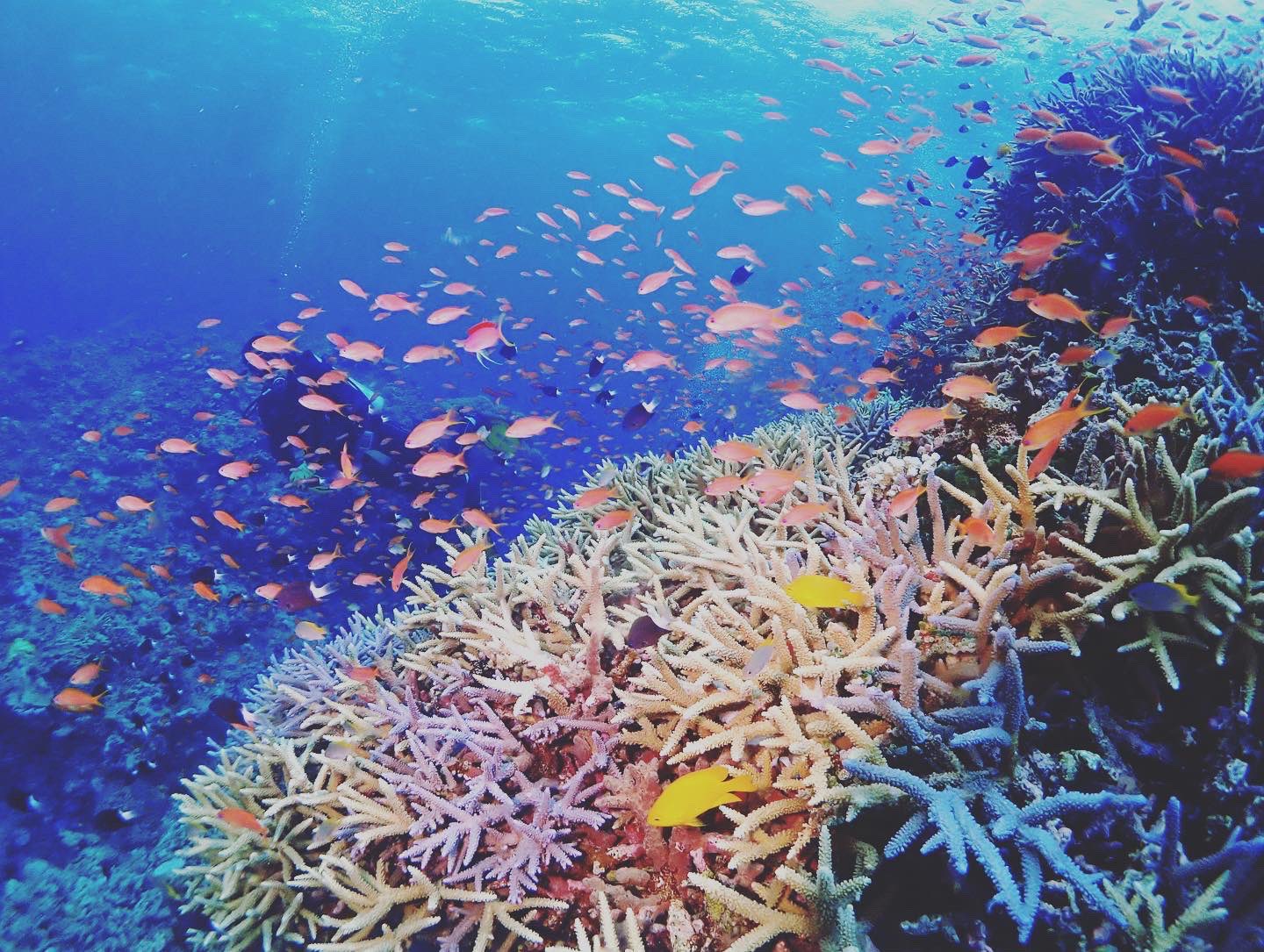 Solkiss ヒロ 沖縄の海の魅力をお届け No 1 カラフルなサンゴが一面に広がる 世界中の海には約８００種類の サンゴが生息すると考えられていて その中で沖縄の海にはその約半数が生息しているんです ですからサンゴの綺麗さに感動するのも間違いない