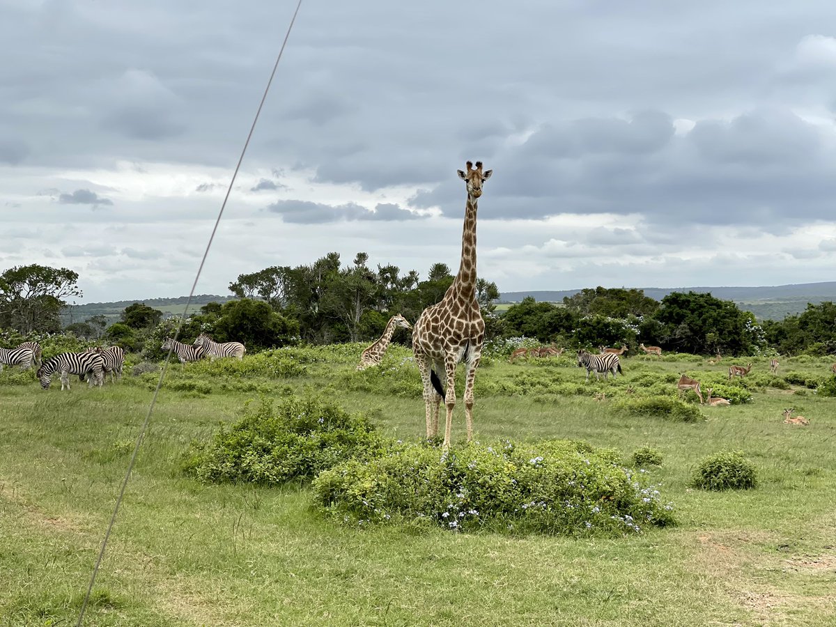 homeandglory's tweet photo. @SibuyaGameRes 
🤎 https://t.co/HV9I4M90Xv
