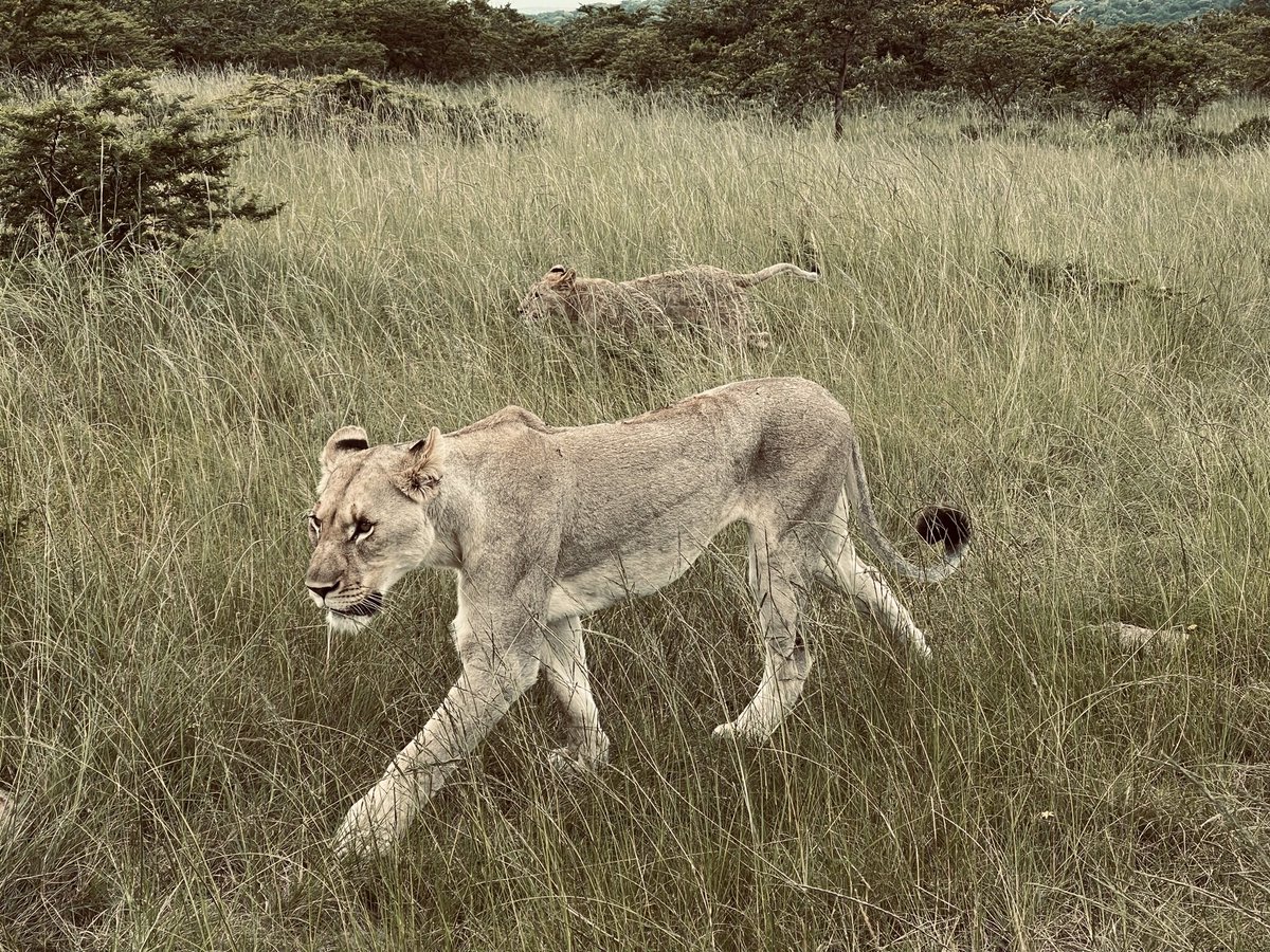 homeandglory's tweet photo. @SibuyaGameRes 
🤎 https://t.co/HV9I4M90Xv