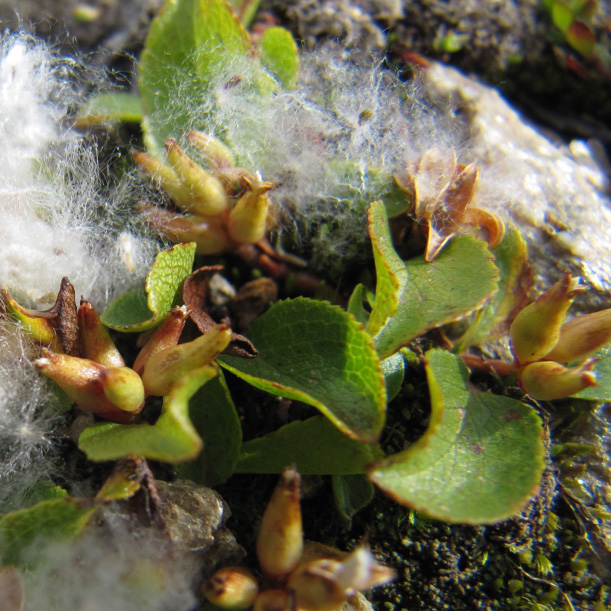 Post-doc in Evolutionary Genomics at our program! Come and work with Prof Karrenberg on the evolutionary genomics of willows.
More info here:
ieg.uu.se/plant/karrenbe…