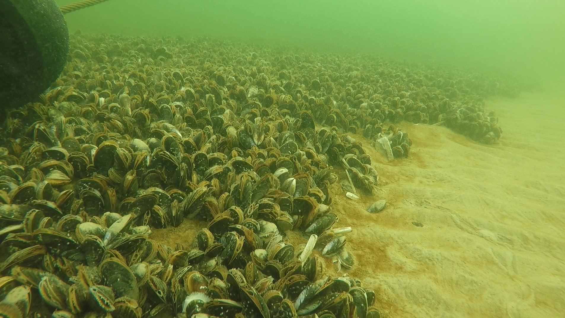 Underwater Oyster Bed