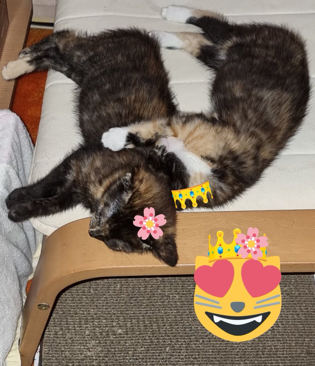 ArouraBlossom's tweet photo. Happy #ThrowbackThursday everyone! From 3 months old #kittensisters to 10 months and the sibling bond is still strong πΎπ»πβ€οΈπ»πΈπΎ #CatsOfTwitter #CalicoCrew #catlovers #tortie #CatsOnTwitter https://t.co/RLj9n7zgqj