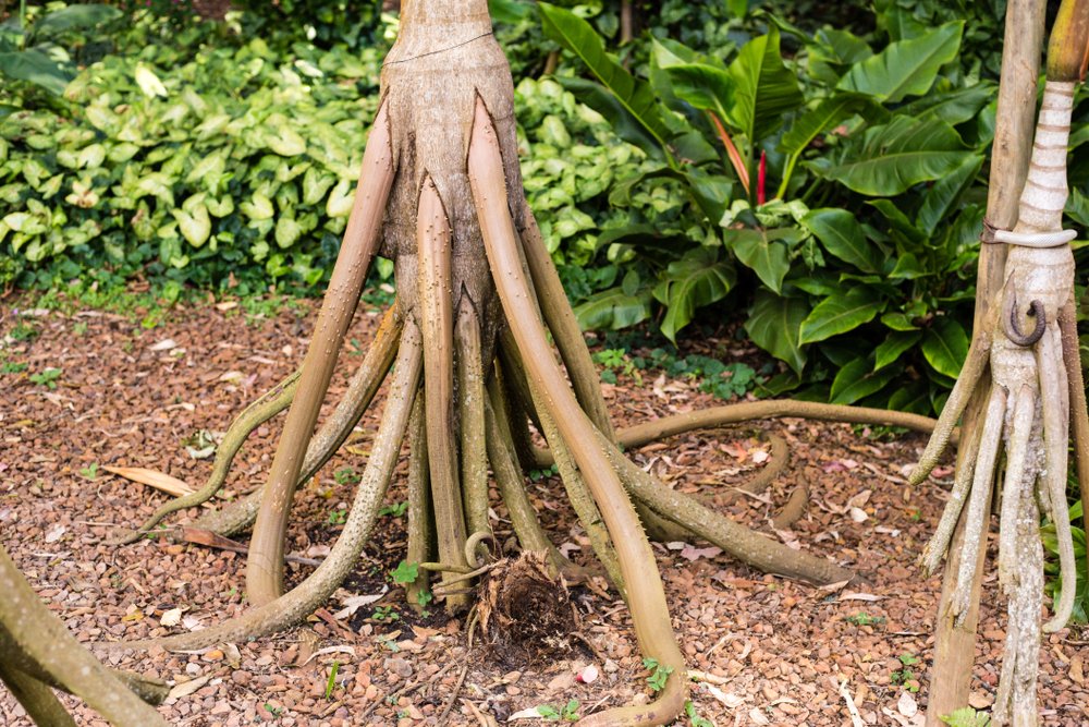 e_estidotmy's tweet image. Are you too lazy to even walk?
Meet a plant that ‘walks’ just to meet the Sun! Read more on Socratia Exorhiza here: esti.my/2021/08/05/a-p…
#STEM #Plants #Environment #Nature