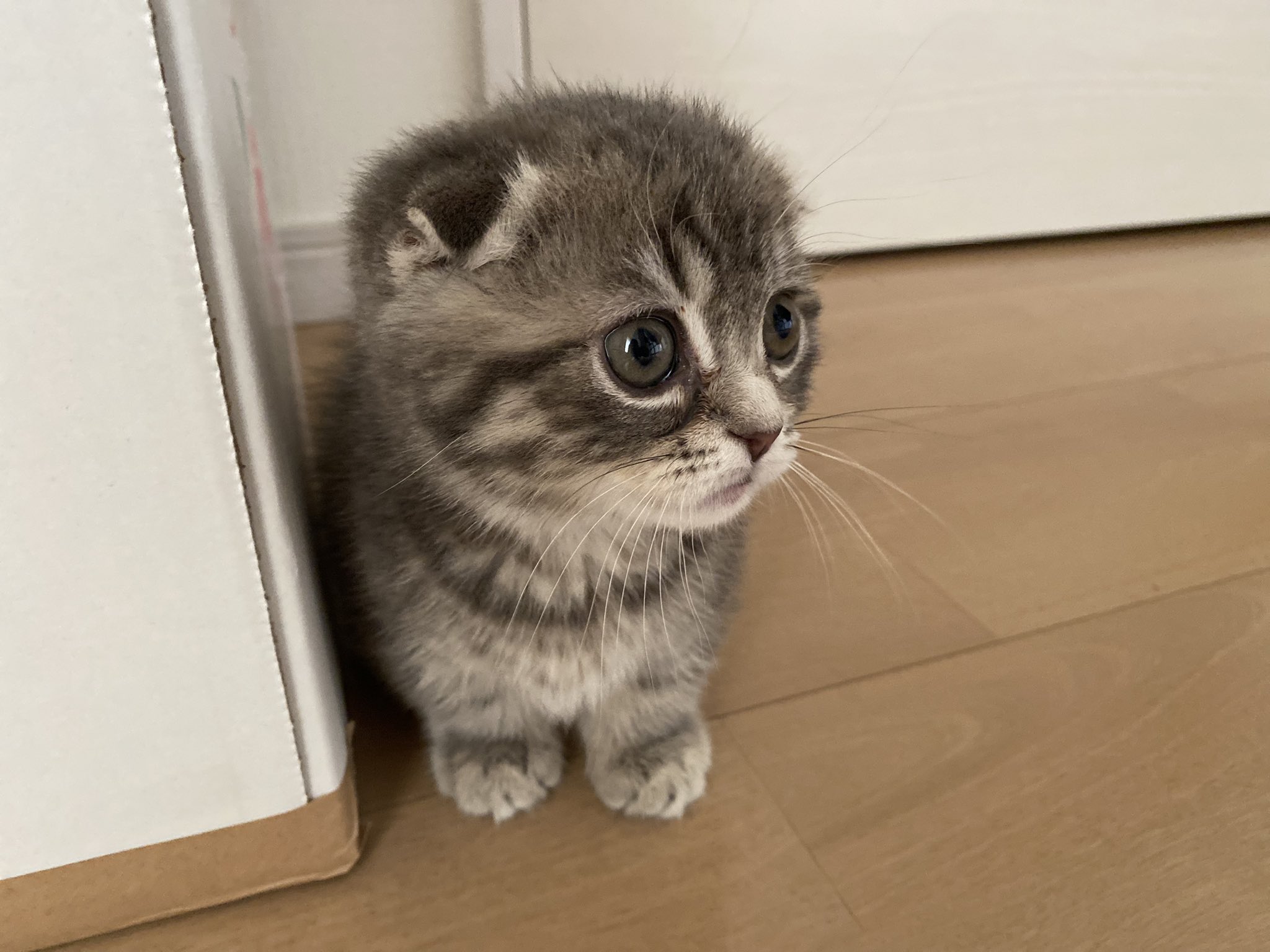 しゃけ お家の中でかくれんぼ マンチカン 猫 子猫 マンチカン子猫 猫のいる暮らし 猫好きさんと繋がりたい T Co Ypea2ynbjj Twitter