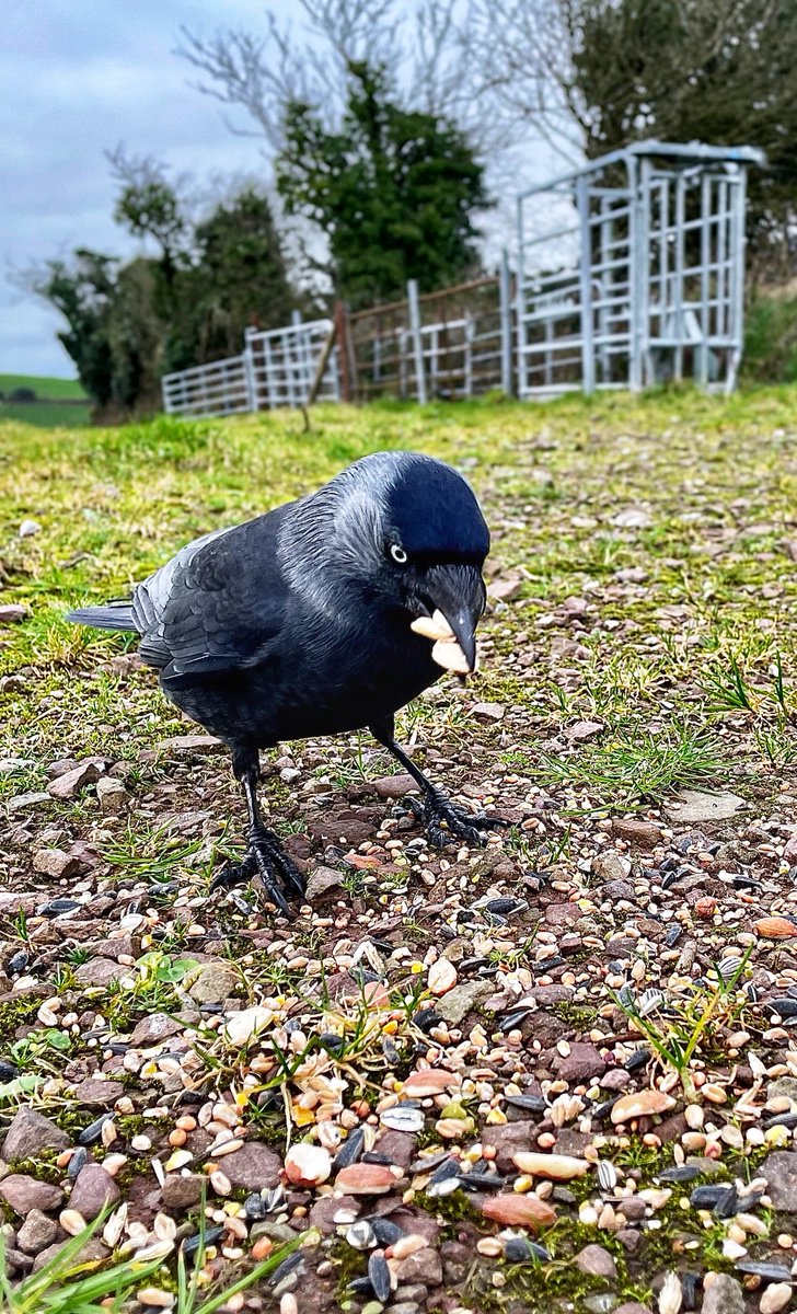 paddylane7's tweet image. You got any more peanuts, I’ll be back :)