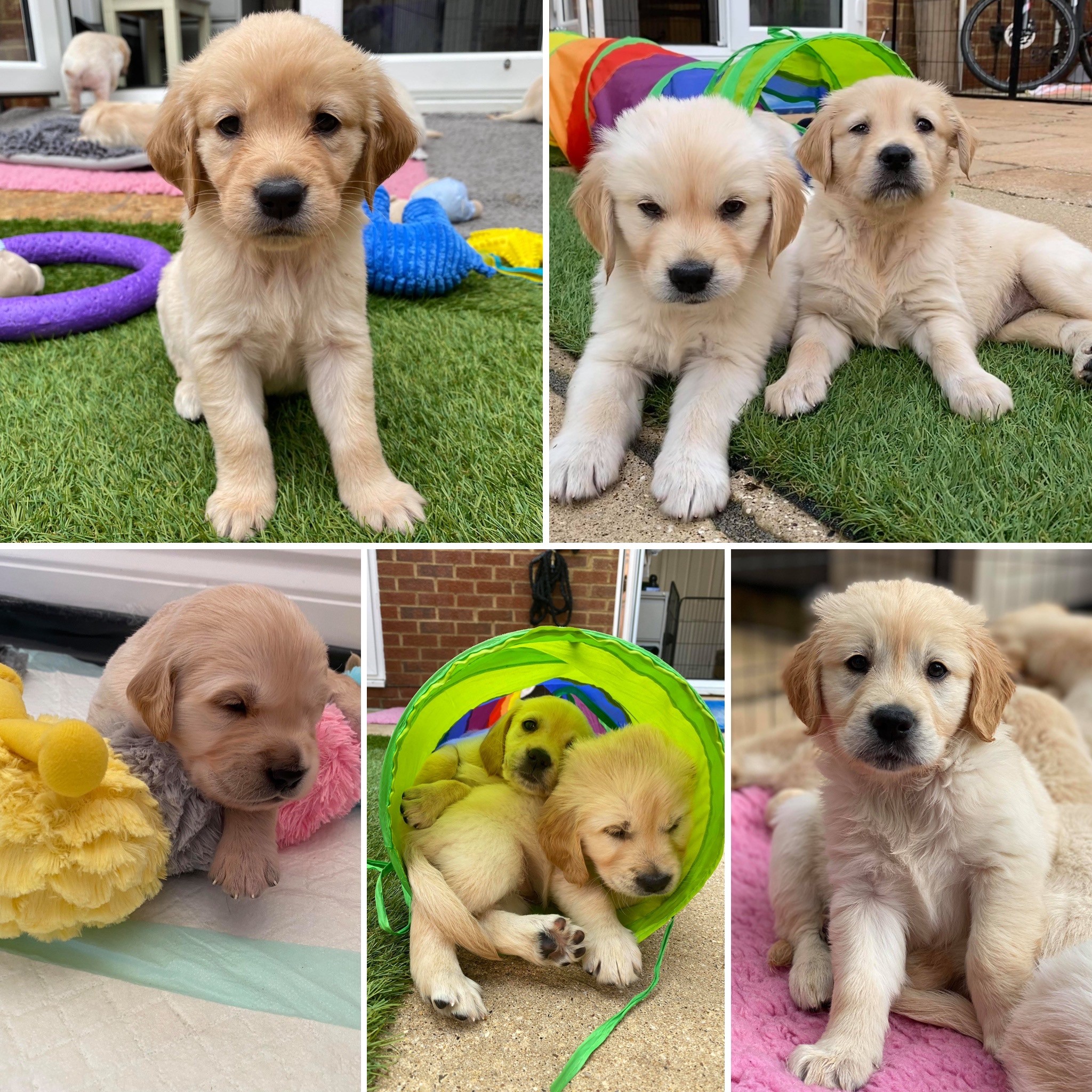 Guide Dogs on X
