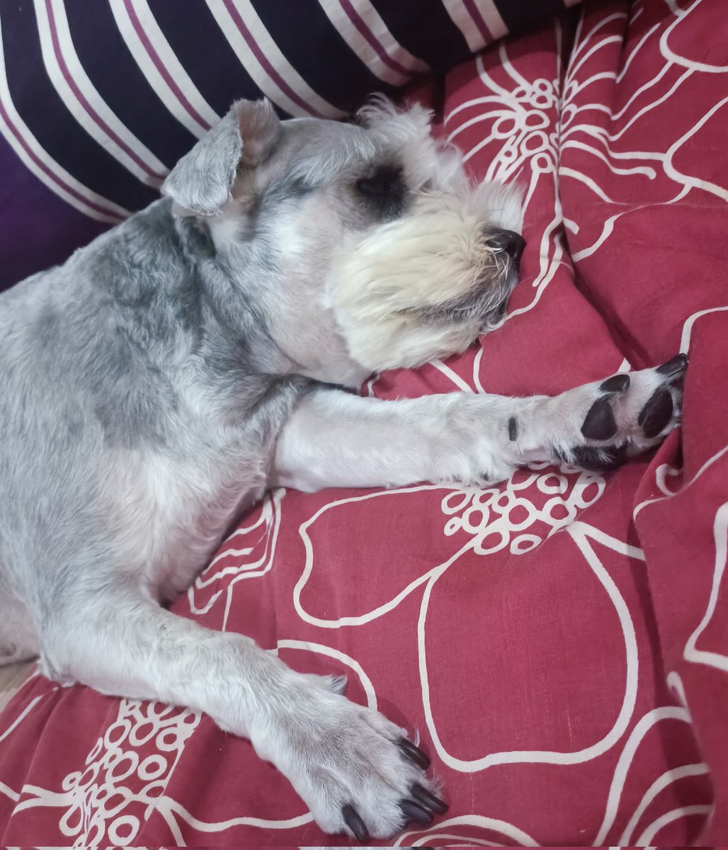 Tiduuuurrr muluuu...