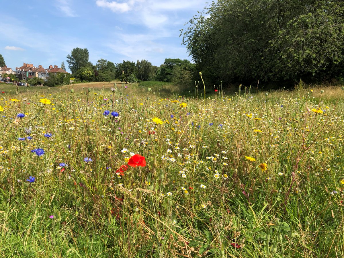A fantastic opportunity has arisen to join our Parks and Green Space service as an experienced and motivated Nature Conservation Officer (full-time and fixed-term for 12 months). Apply at: bristol.gov.uk/web/jobs  (Closing date: 6 Feb 2022)