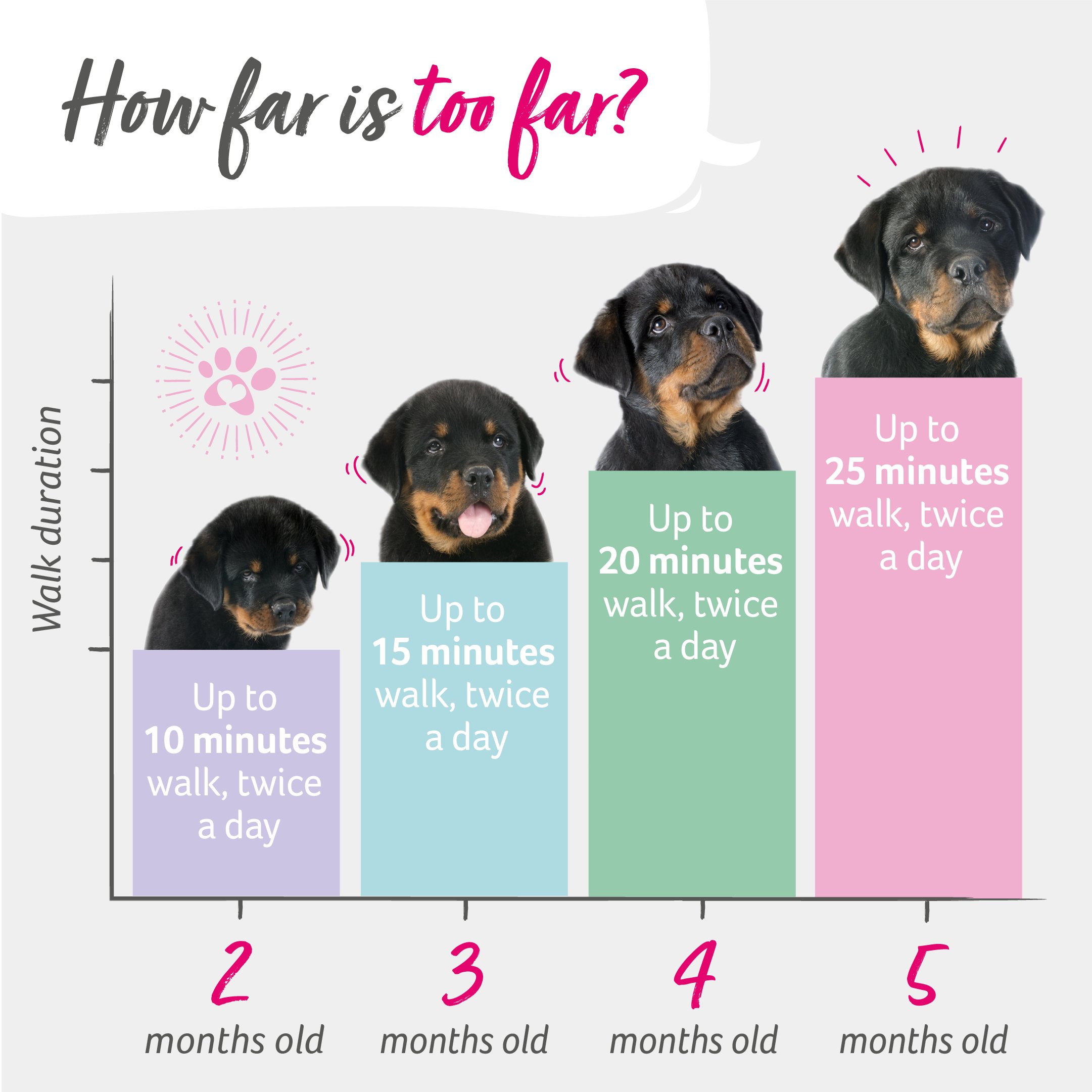 How long is 10 hotsell days in dog years