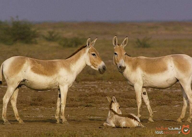 Equus hemionus. Дикий осел азии онагр. Дикий нубийский осел. Дикий осел обитающий в азии. Тибетский кулан.
