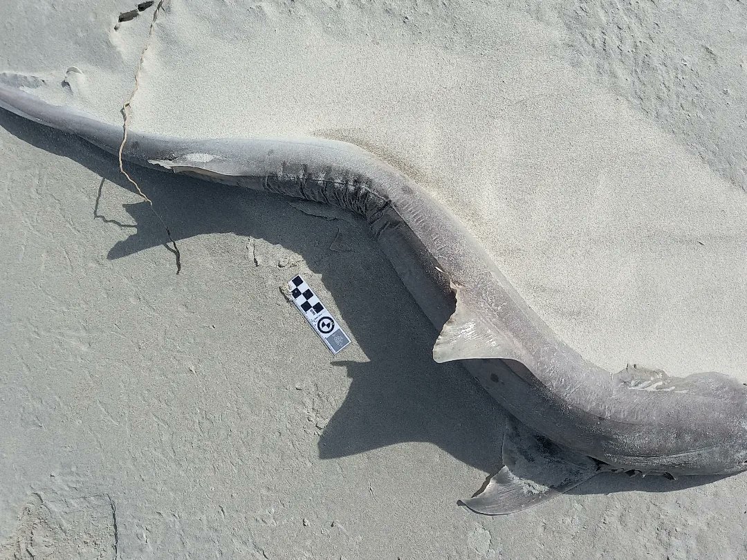 StrandloperP's tweet photo. Shark discards by shoreline #recfish fishermen compromise the #biodiversity and biomass of inshore fish populations.
#FishfortheFuture #saveouroceans #ghostfishing #StrandloperProject 
https://t.co/PYuhlryeGt https://t.co/o1ZSsfnTzN