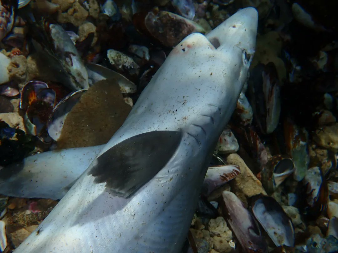StrandloperP's tweet photo. Shark discards by shoreline #recfish fishermen compromise the #biodiversity and biomass of inshore fish populations.
#FishfortheFuture #saveouroceans #ghostfishing #StrandloperProject 
https://t.co/PYuhlryeGt https://t.co/o1ZSsfnTzN
