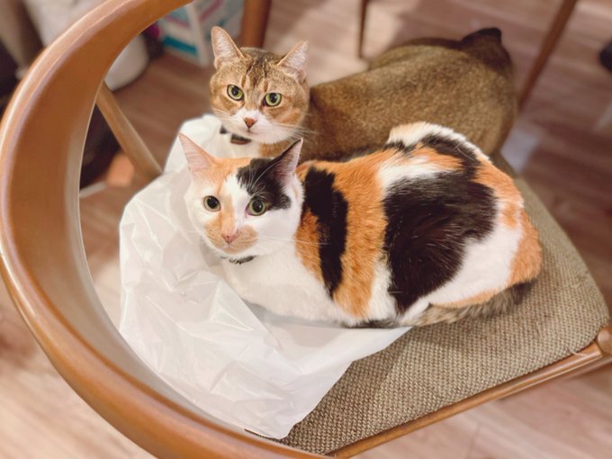 スーパーの袋に乗るのが好きなお2人🐈🐈 