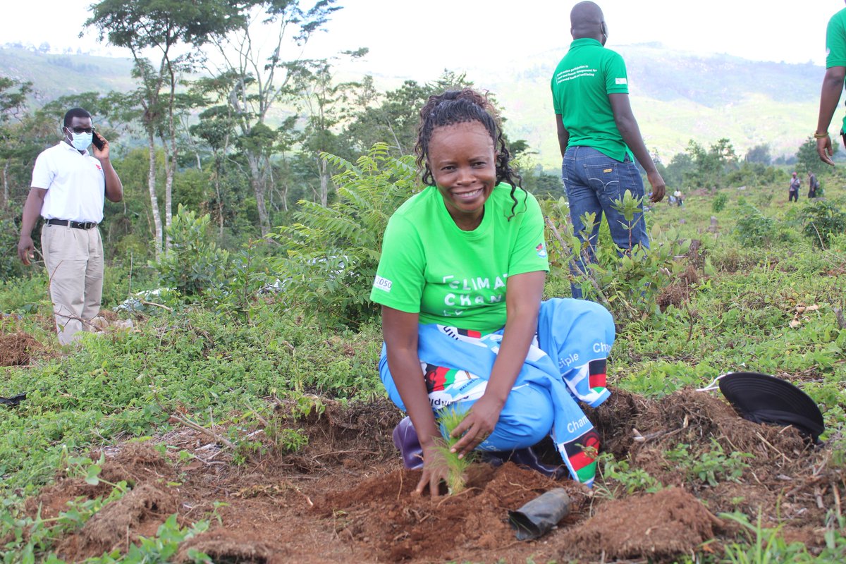 MalawiScotland's tweet photo. Our Climate Young Leaders Project's Tree Planting Exercise is underway in Zomba at Zomba Mountain.We are planning to planting 1500 pine seedlings.
@MalawiYoung
#YoungClimateLeaders
#TreePlantingSeason https://t.co/bwyWPyM351