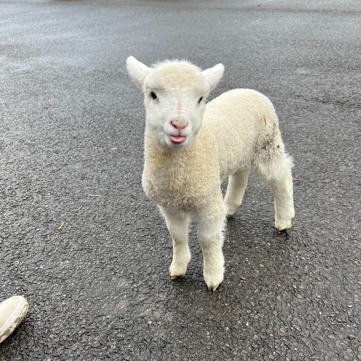 Its not often you see a lamb in your office carpark, it certainly made our day 😍