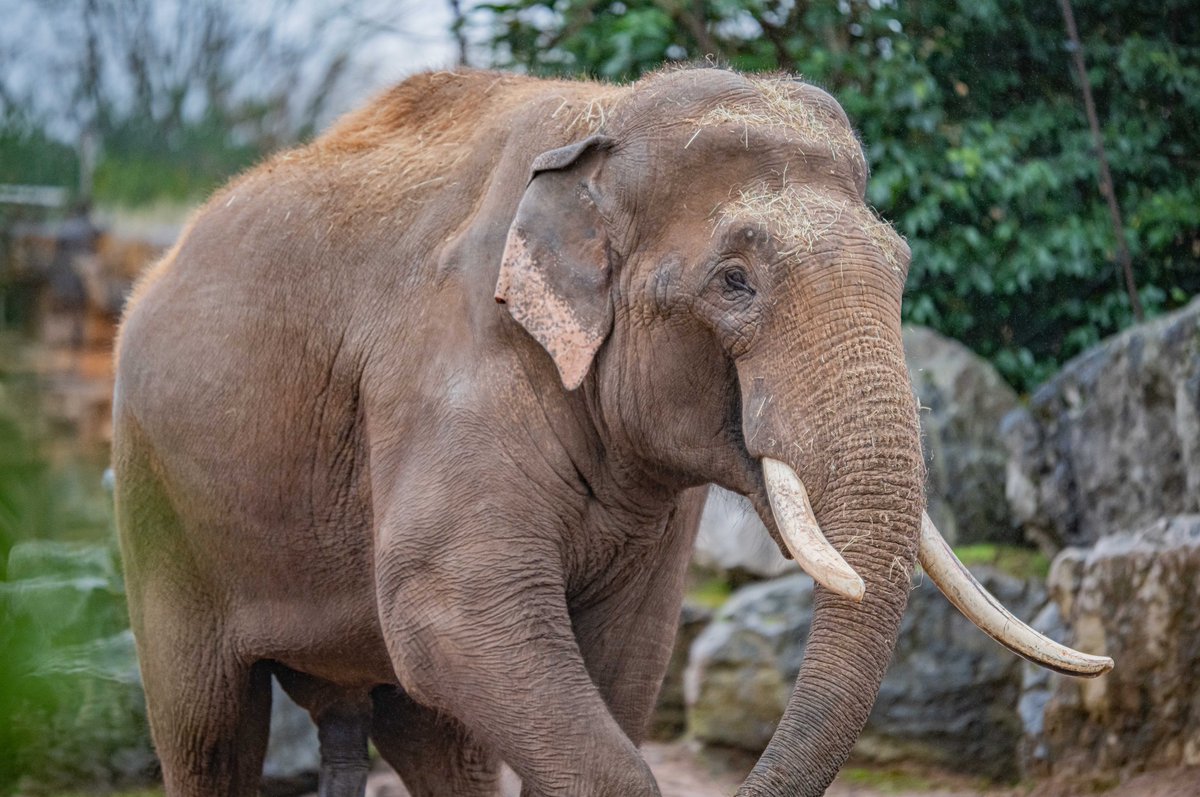 chesterzoo's tweet photo. ๐๐งช SAVING ELEPHANTS WITH SCIENCE ๐งช๐
Scientists at the zoo and @UniOfSurrey are embarking on the worldโs first pilot study of a new vaccine to shield elephants from one of their major threats, a deadly virus called endotheliotropic herpesvirus (EEHV).
1/5 https://t.co/kfLlNRuY2S