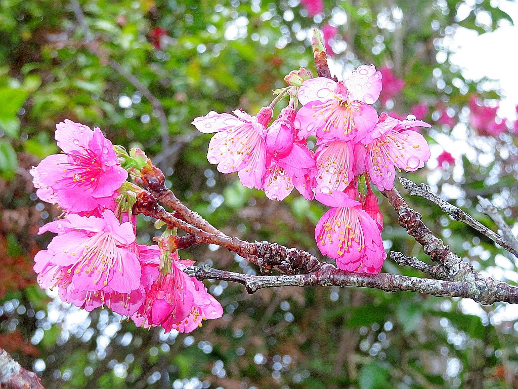 朝から雨模様、桜の花が雨に濡れて綺麗に咲いています。 It rains from the morning, and the Prunus campanulata are wet and bea