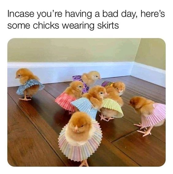 WholesomeMeme's tweet photo. https://t.co/boMw7vwgQT