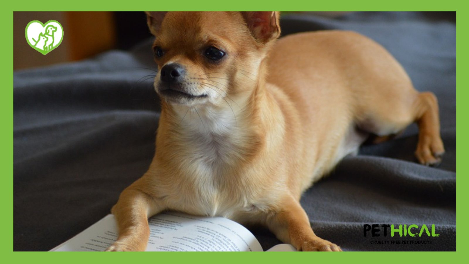 Which Dog Has The Biggest Brain