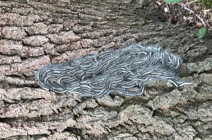 royal_forestry's tweet image. Check it out! New @FeraScience #oakprocessionarymoth hub includes OPM management plan template and distribution map opmhub.fera.co.uk @ForestryComm has launched pilot initiatives &amp;amp; increased support for private residents to manage #OPM   gov.uk/government/new…  #treepests